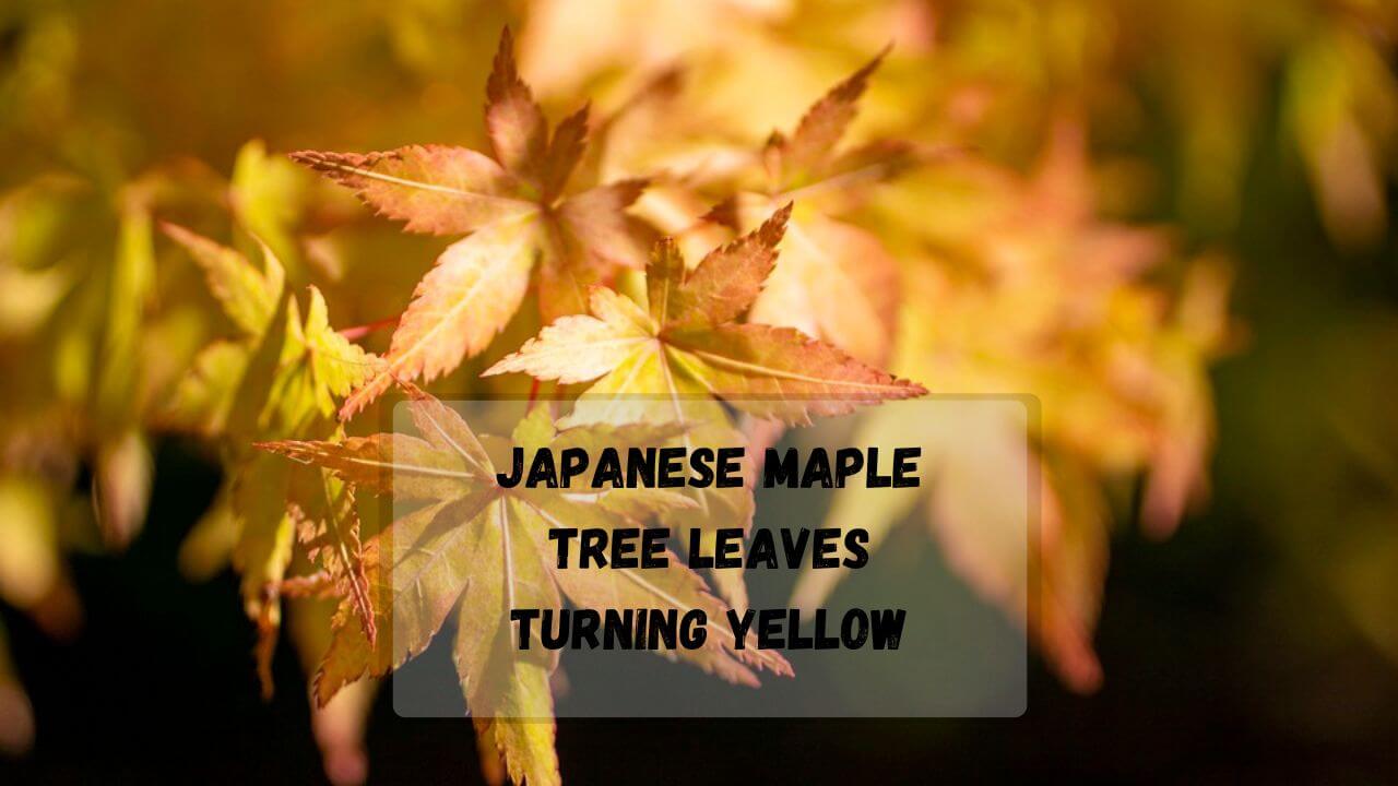 7 Reasons Why Japanese Maple Tree Leaves Turn Brown and Curling