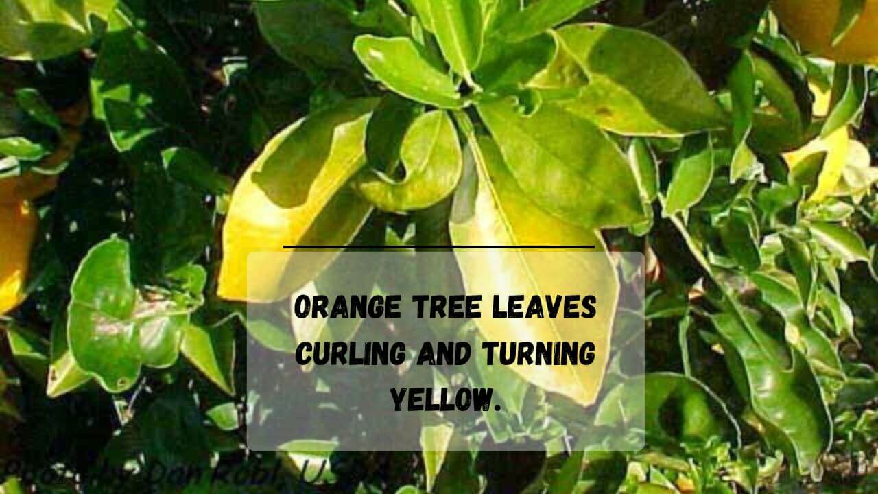 Treating Brown Spots & Yellow Leaves On Orange Tree (9 Easy Tips