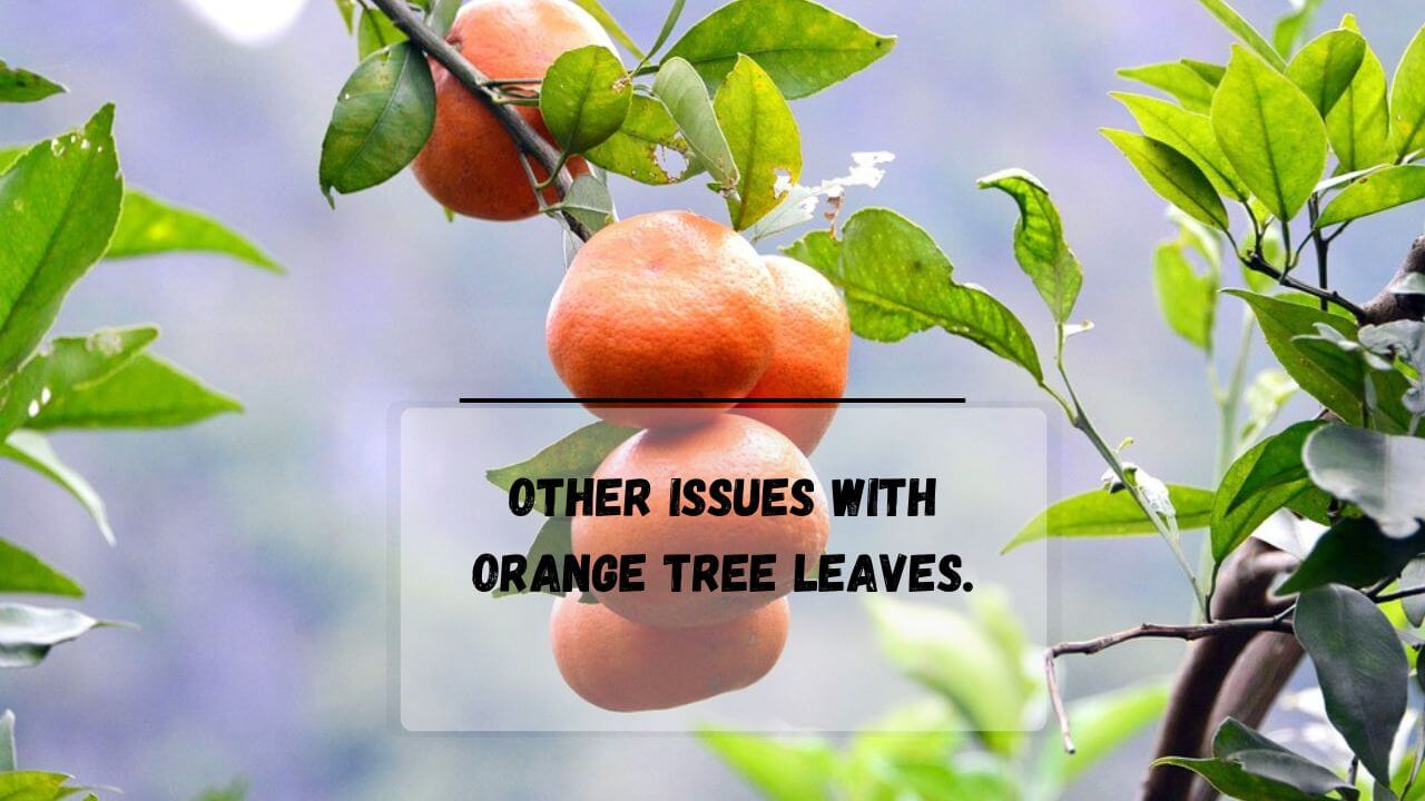 Treating Brown Spots & Yellow Leaves On Orange Tree (9 Easy Tips