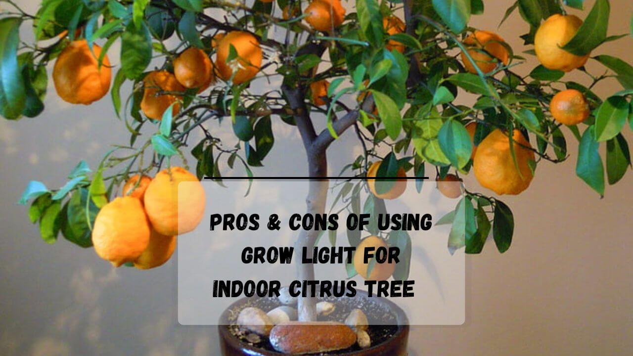 Best Grow Light For Citrus Tree 7 Pros Of Using For Indoor Tree