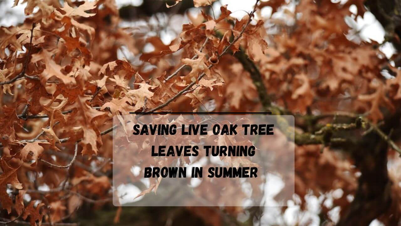 9 Reasons Why My Oak Tree Leaves Turning Brown In Summer