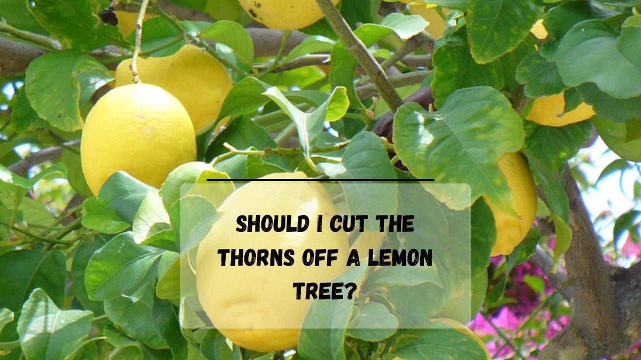 9 Reasons Why Do Lemon Trees Have Thorns? Everything Arboriculture