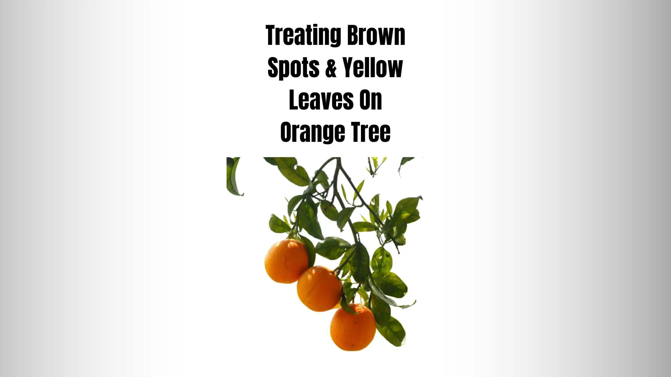 Treating Brown Spots & Yellow Leaves On Orange Tree
