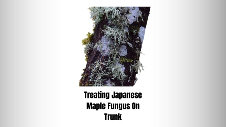 Japanese Maple Fungus On Trunk: Types, Causes & Treatment