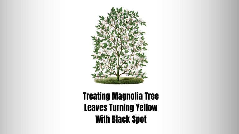 7 Treatment Tips For Magnolia Tree Leaves Turning Yellow With Black Spot