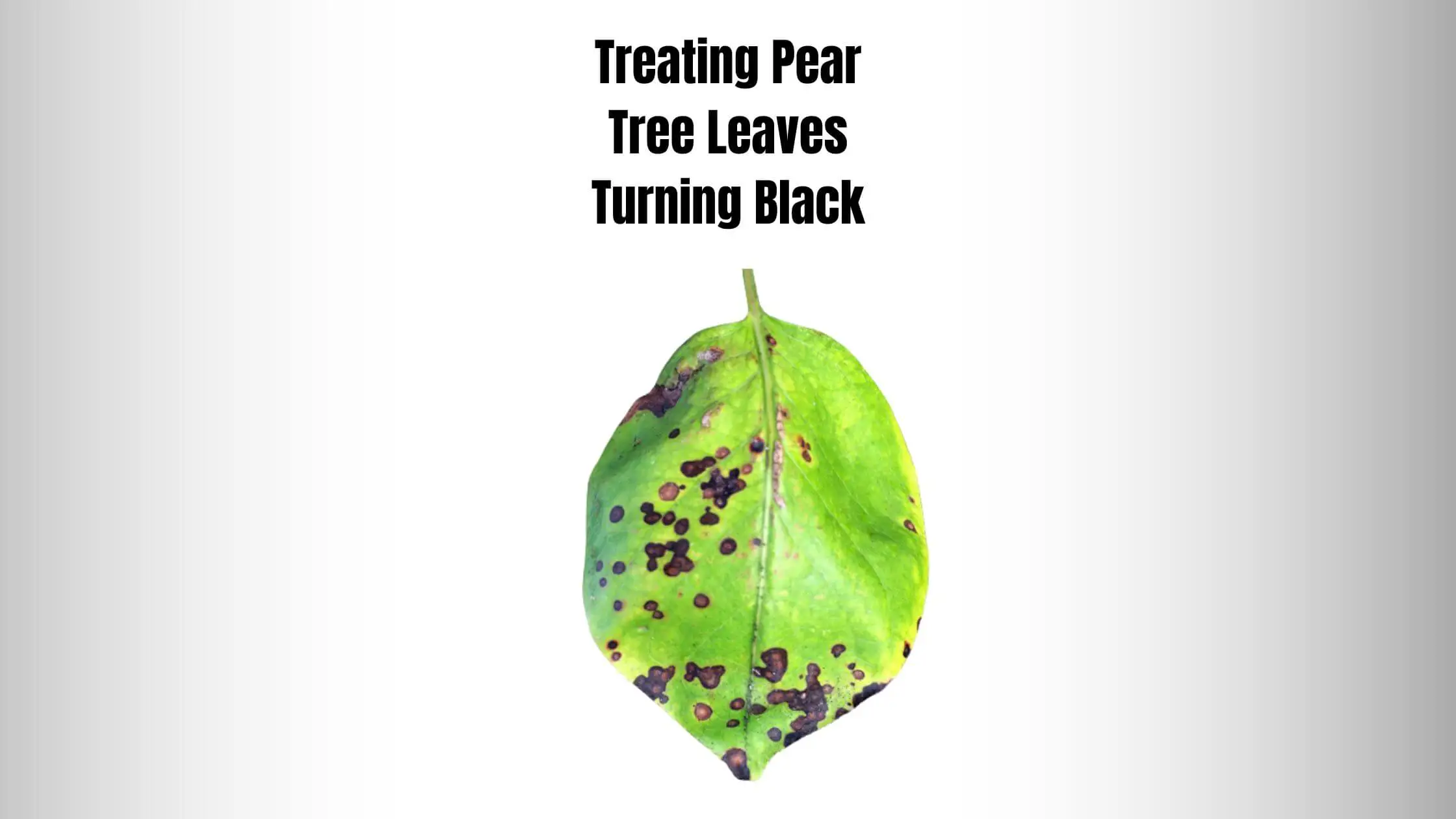 Treating Pear Tree Leaves Turning Black