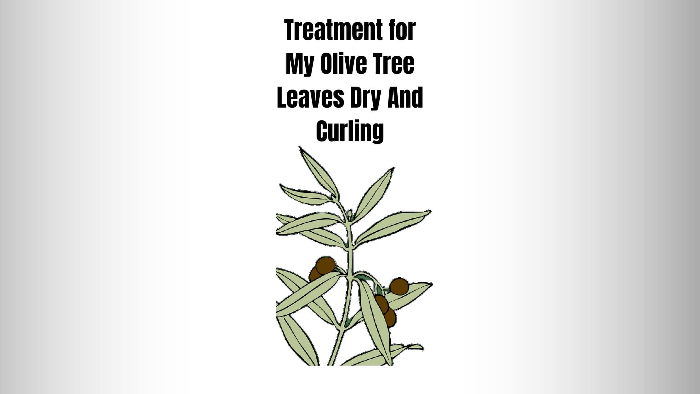 Treatment for My Olive Tree Leaves Dry And Curling