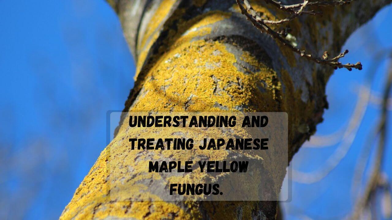 Japanese Maple Fungus On Trunk Types, Causes & Treatment