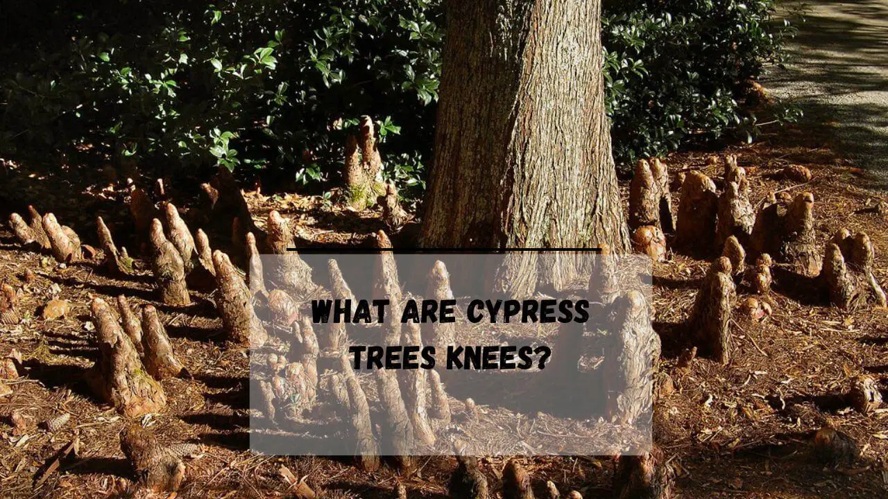 7 'POSSIBLE' Reasons Why Do Cypress Trees Have Knees