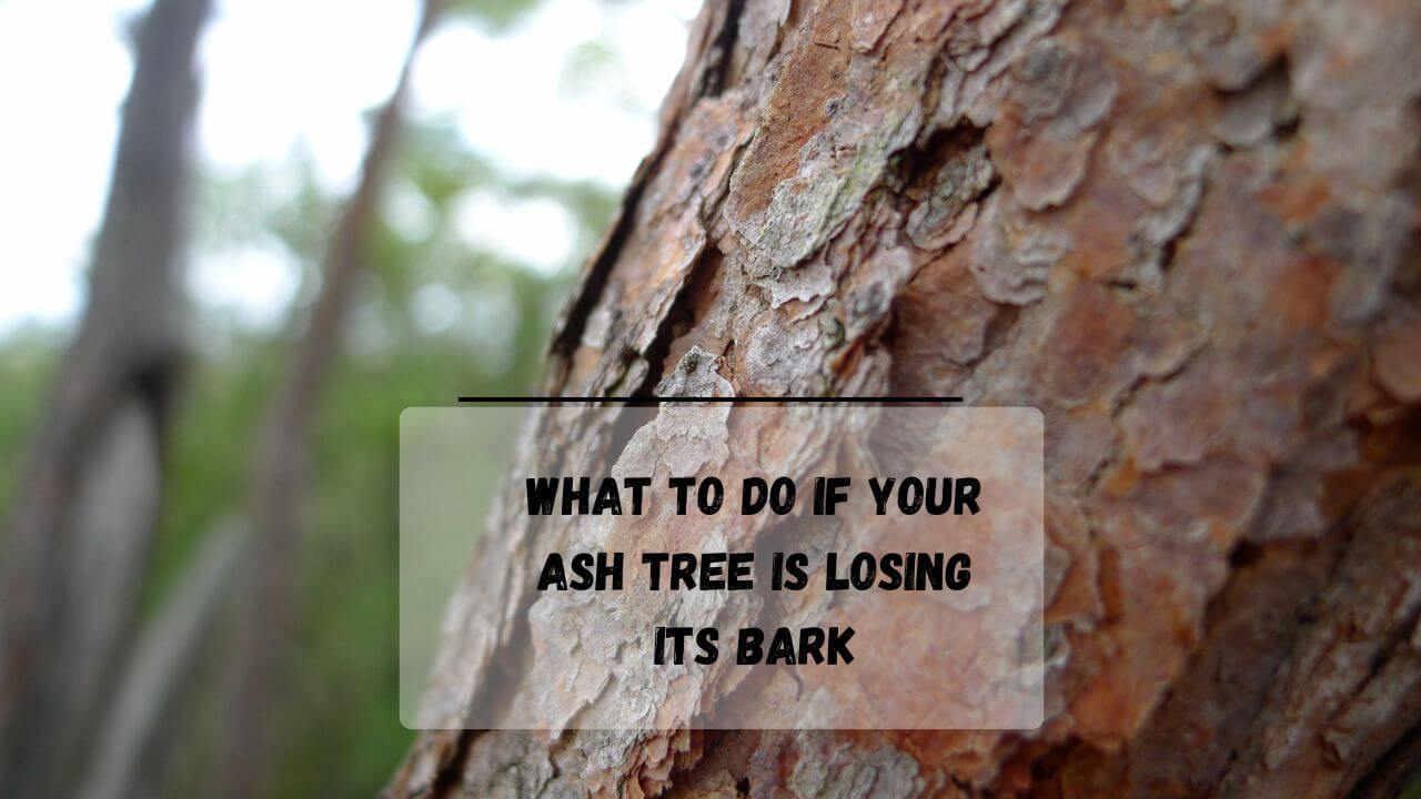 5 Reasons Why Is My Ash Tree Losing Its Bark Everything Arboriculture