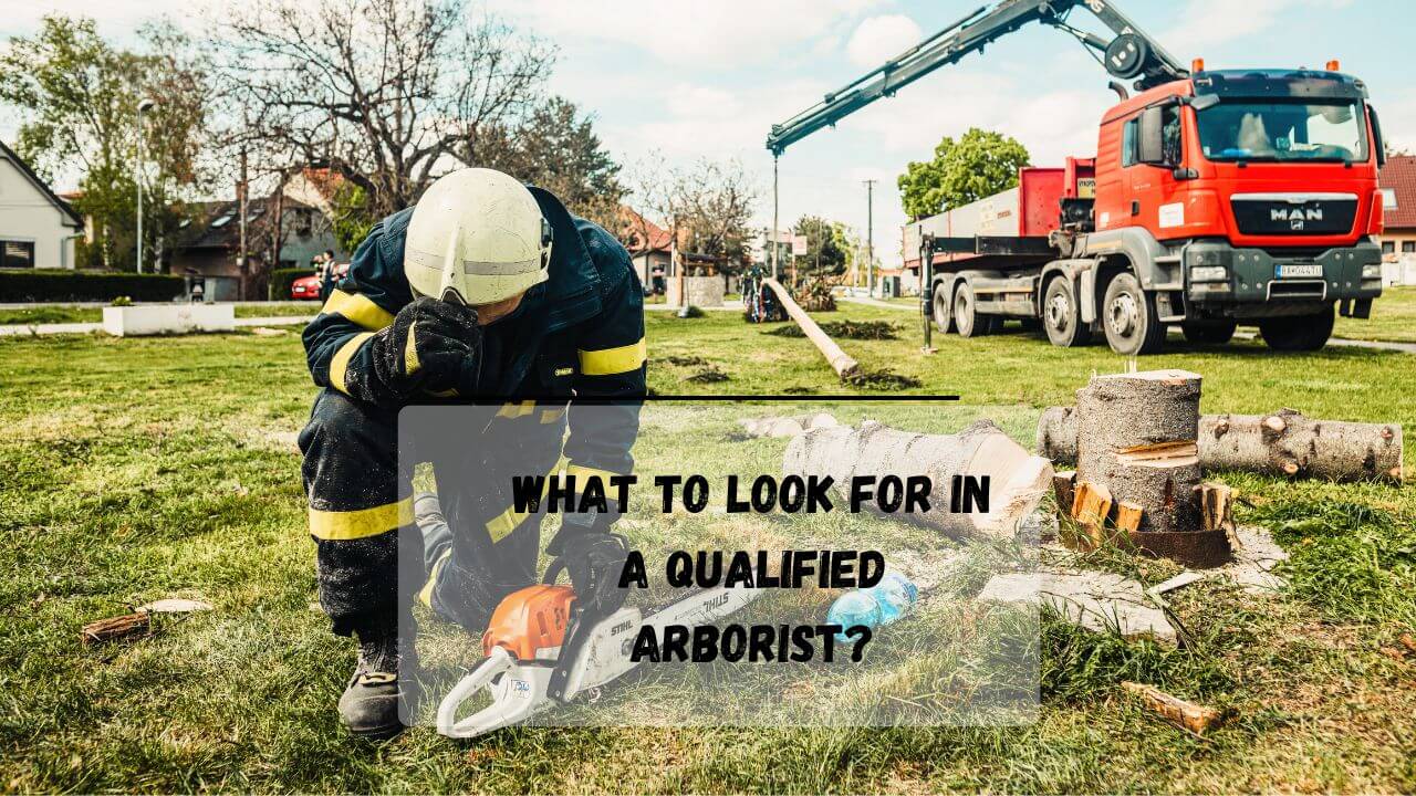 Do You Need To Be An Arborist To Cut Trees? Everything Arboriculture