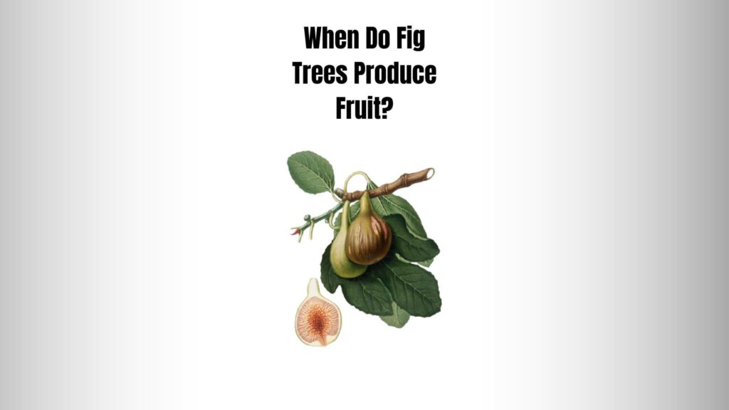 "5 Factors Influences" When Do Fig Trees Produce Fruit?