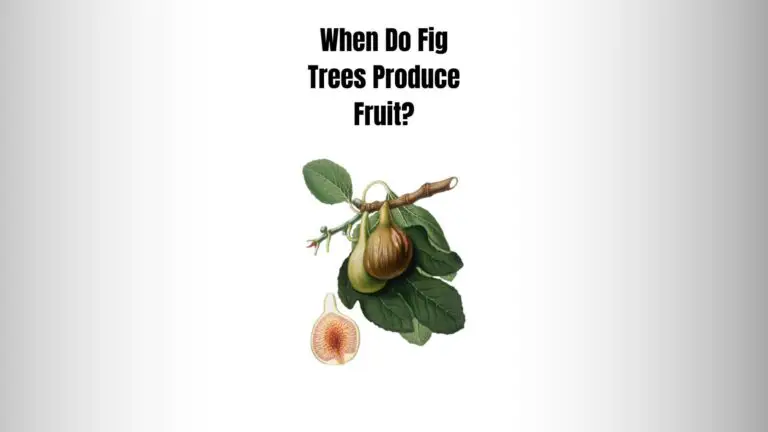 “5 Factors Influences” When Do Fig Trees Produce Fruit?