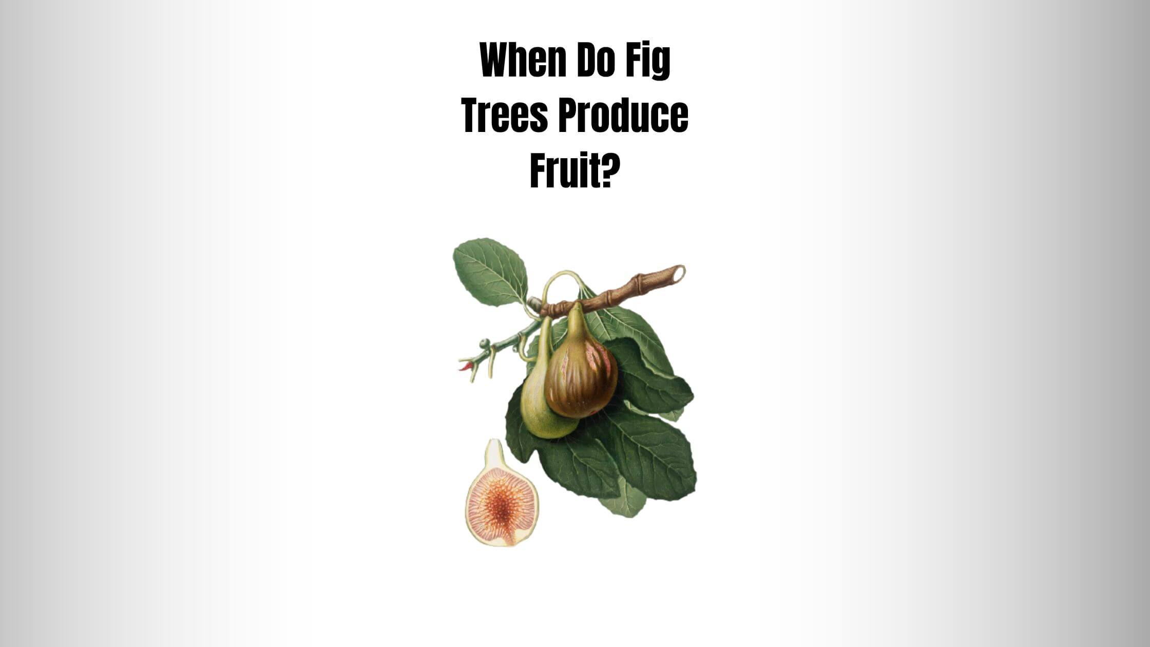 When Do Fig Trees Produce Fruit?
