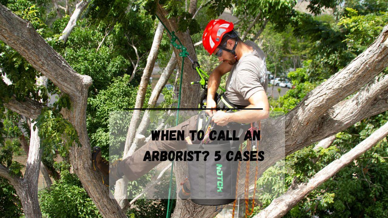 Do You Need To Be An Arborist To Cut Trees? Everything Arboriculture
