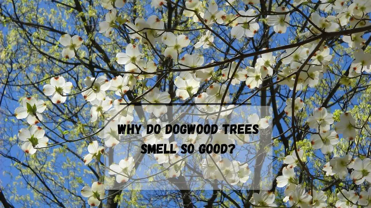 3 Reason Why Do Dogwood Trees Smell Bad Everything Arboriculture