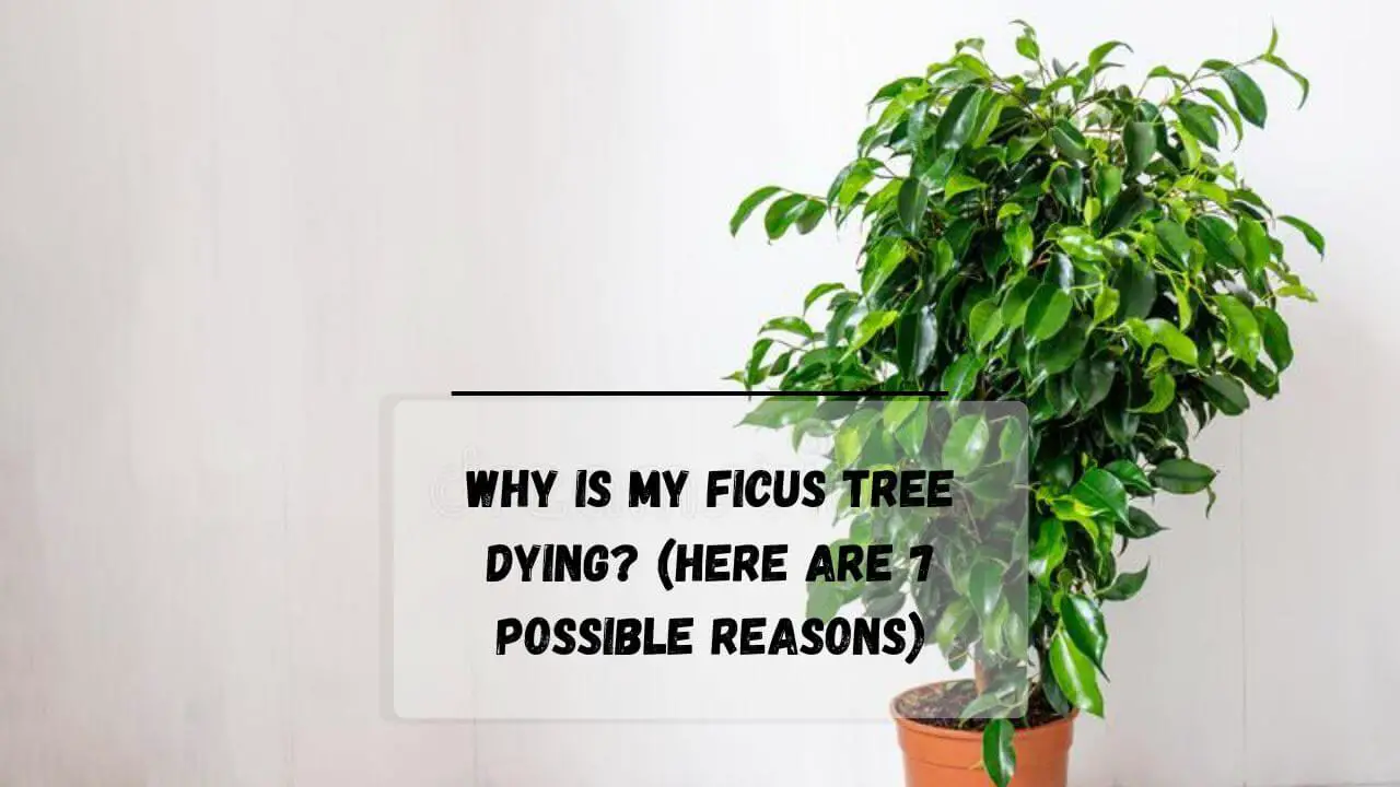 How To Save A Dying Ficus Tree Steps To Revive Ficus Everything Arboriculture