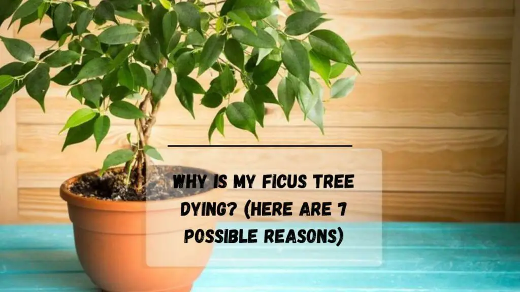How To Save A Dying Ficus Tree?