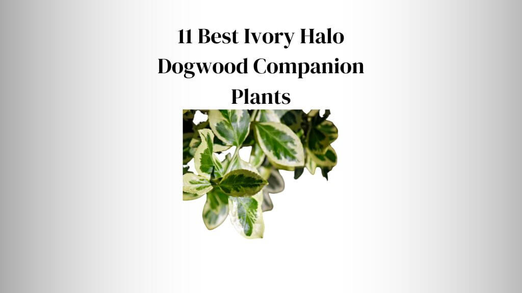 Image of Ferns ivory halo dogwood companion plant