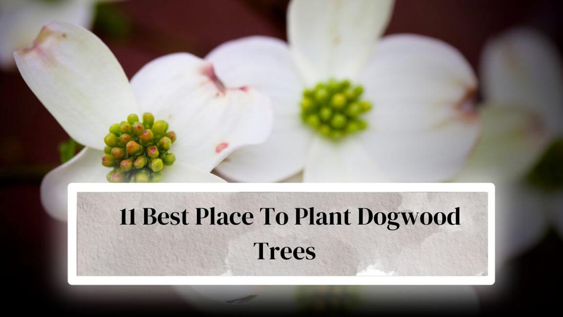 Where To Plant Dogwood Trees 11 Best Place To Plant Dogwood Tree