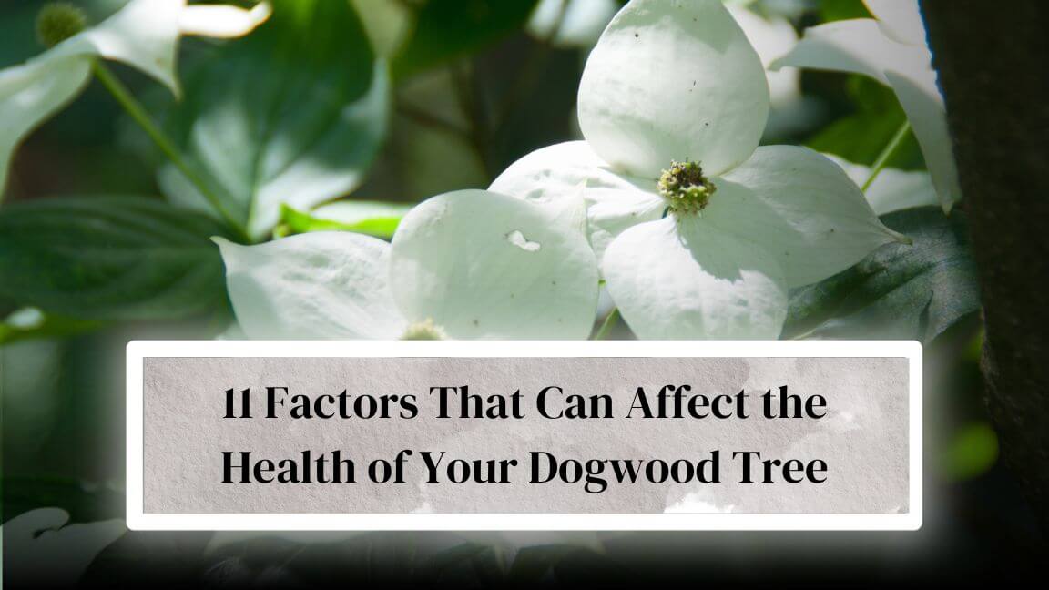 How To Keep A Dogwood Tree Healthy Everything Arboriculture