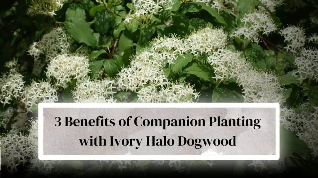 Image of Astilbe ivory halo dogwood companion plant