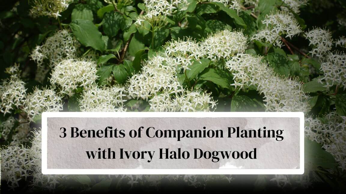 Ivory Halo Dogwood Companion Plants
