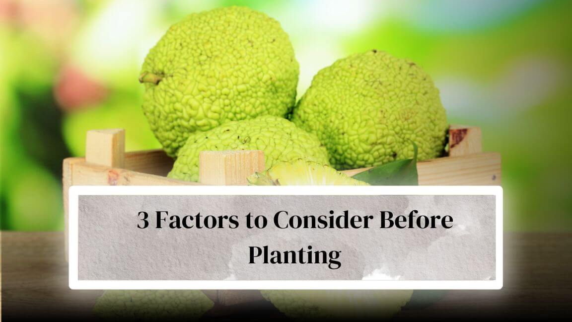How to Grow Osage Orange Trees A Comprehensive Guide Everything
