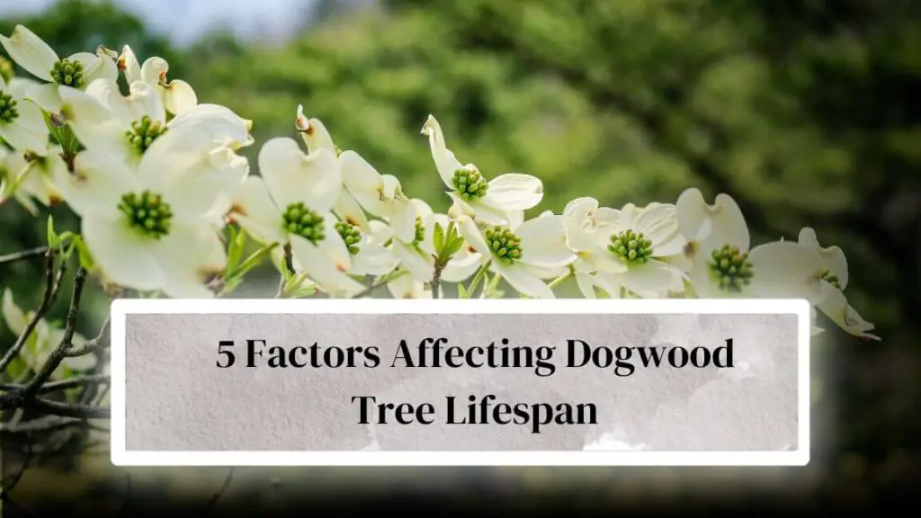 How Long Do Dogwood Trees Live