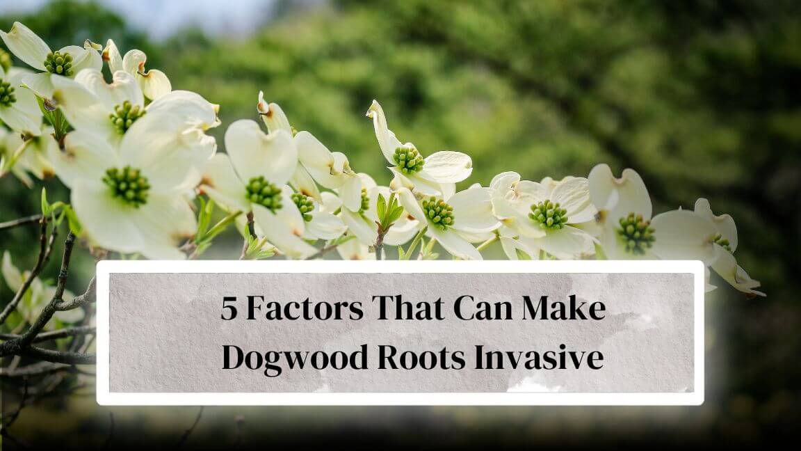 Are Dogwood Tree Roots Invasive? Everything Arboriculture