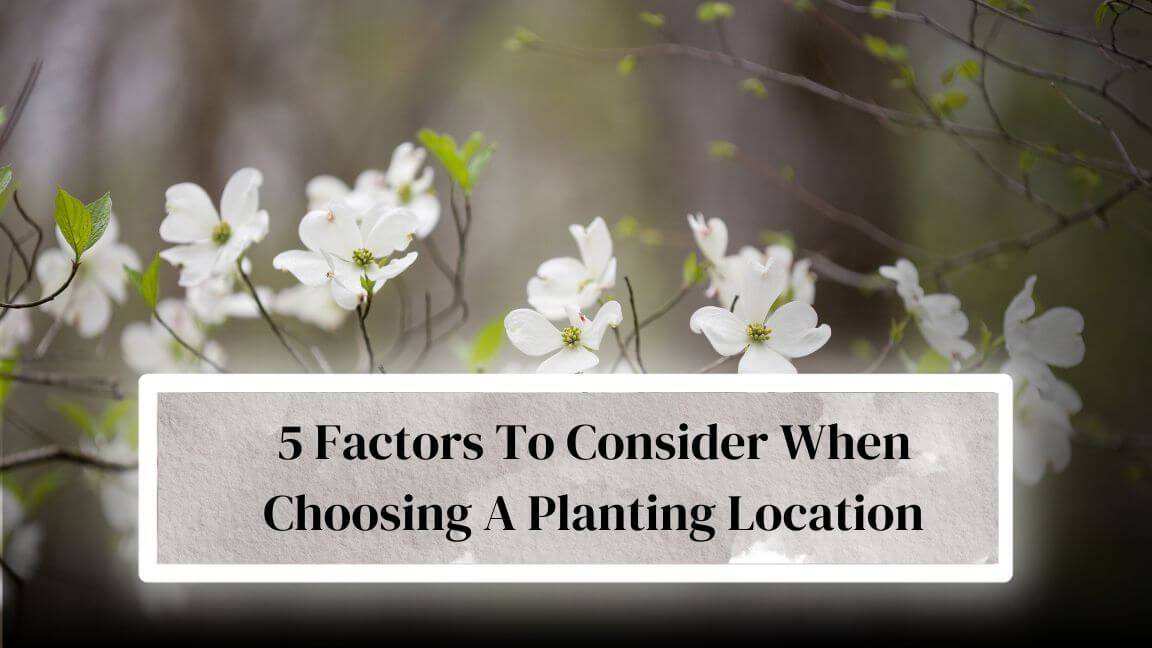 Where To Plant Dogwood Trees 11 Best Place To Plant Dogwood Tree