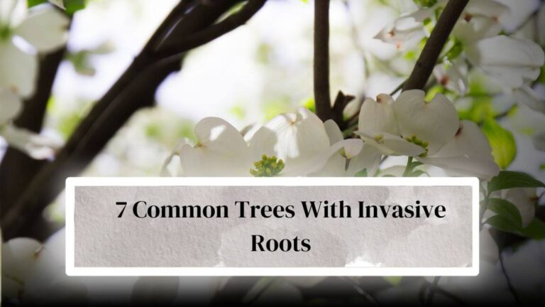 What Maple Tree Have Invasive Roots Are Dogwood Tree Roots Invasive? - Everything Arboriculture