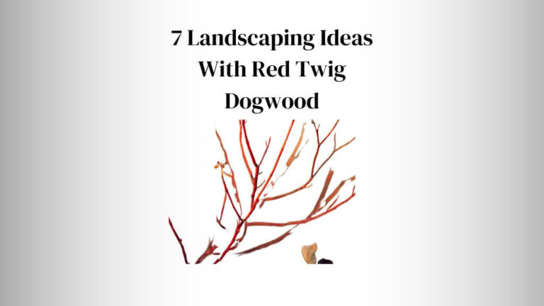 Landscaping Ideas With Red Twig Dogwood: 7 Best Ones