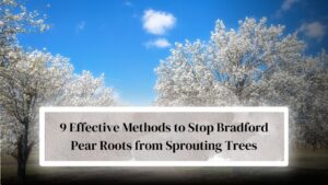 How to Stop Bradford Pear Roots from Sprouting Trees: 9 Effective ...