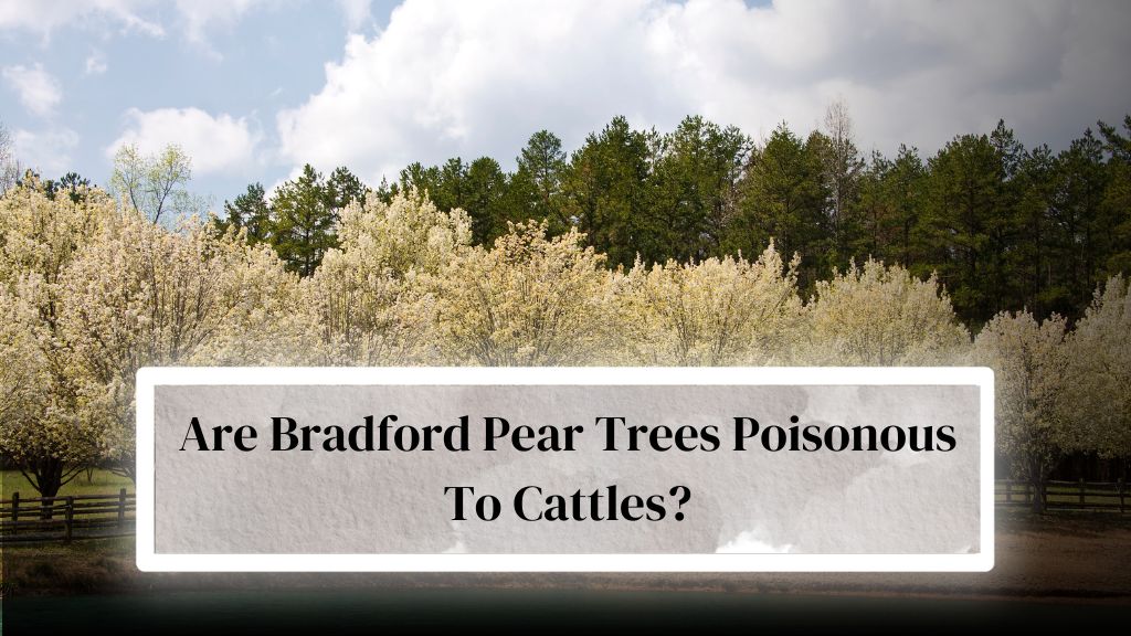 Are Bradford Pear Trees Poisonous To Dogs? or Cattles? - Everything