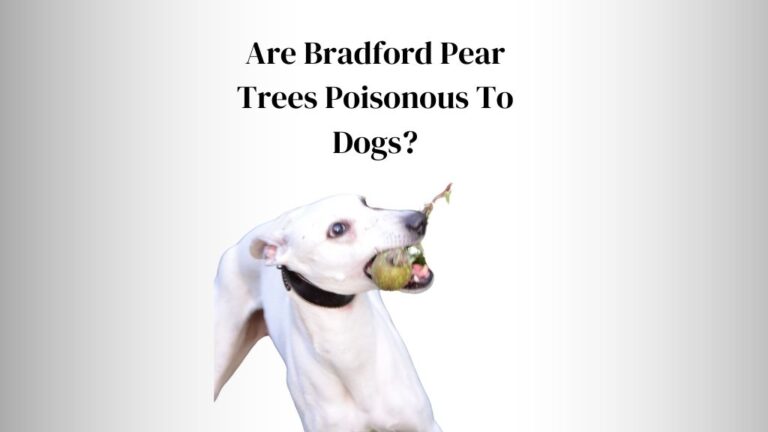 Are Bradford Pear Trees Poisonous To Dogs? or Cattles?