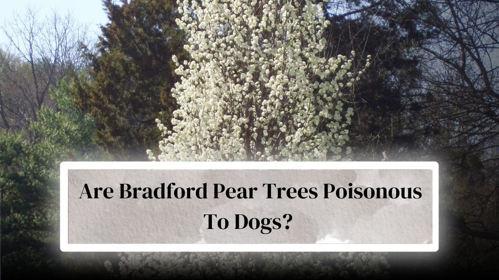 Are Bradford Pear Trees Poisonous To Dogs? or Cattles? - Everything