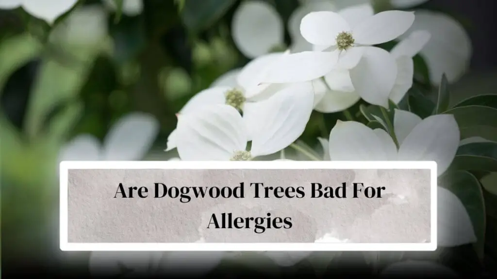 Dogwood Allergy Rash