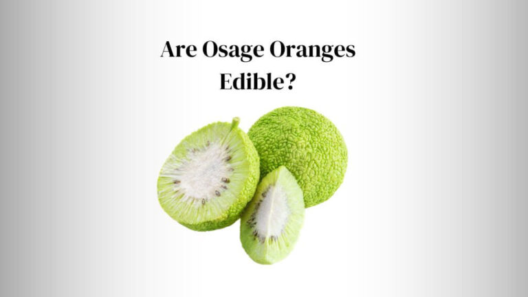 Are Osage Oranges Edible? (3 Critical Tips)