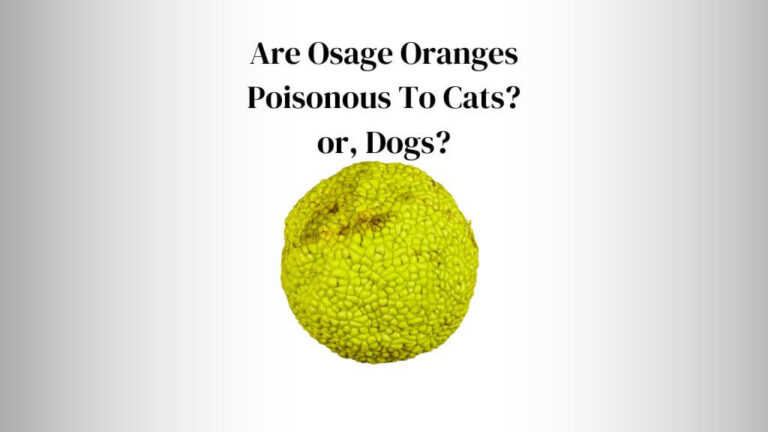 Are Osage Oranges Poisonous To Cats? Or, Dogs?