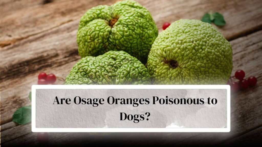 are hedge apples poisonous to dogs or cats