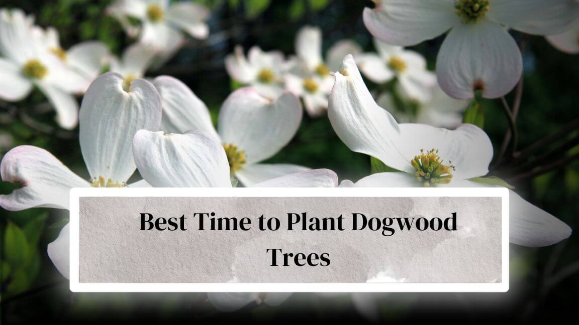 When to Plant Dogwood Trees? Everything Arboriculture