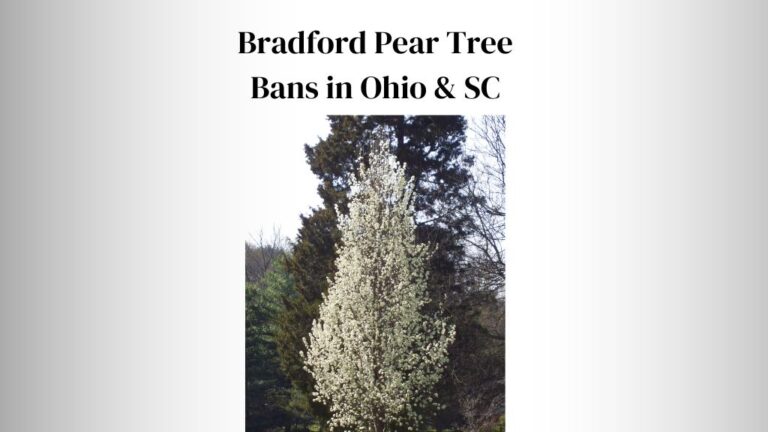 Bradford Pear Tree Bans in Ohio & SC: 5 Reasons + Effects