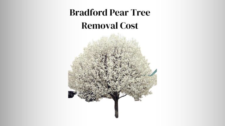 Exorbitant Bradford Pear Tree Removal Cost: 7 Factors to Consider