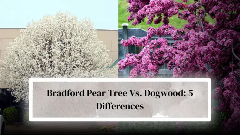 Bradford Pear Tree Vs Dogwood: 5 Notable differences - Everything