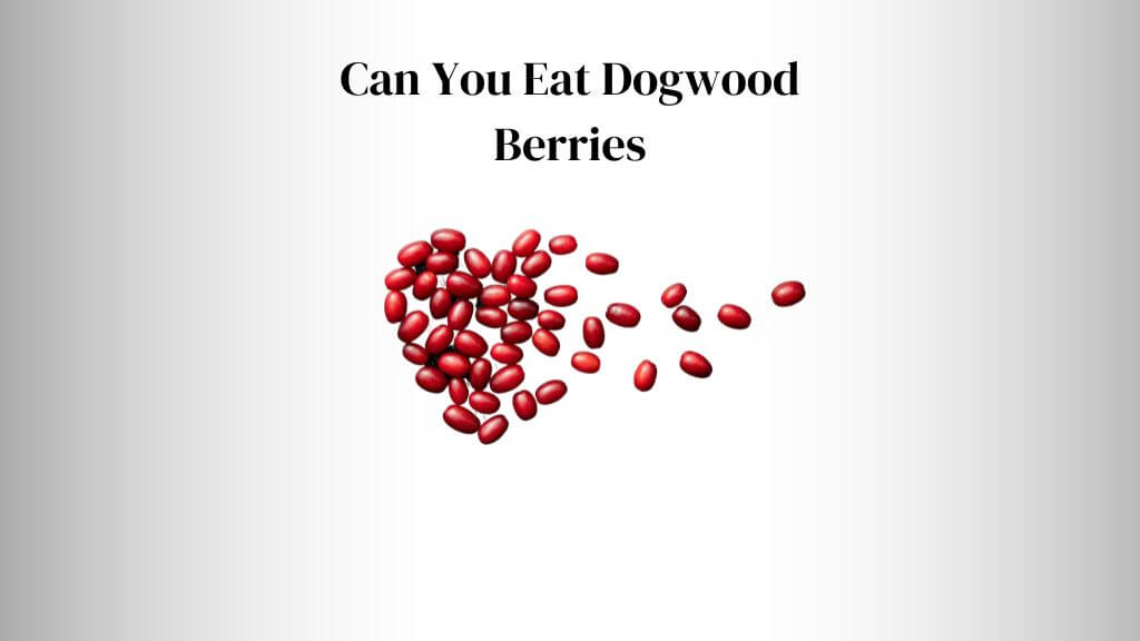 do all dogwoods have berries