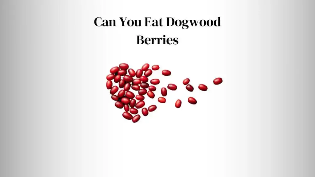 are dogwood berries poisonous to dogs