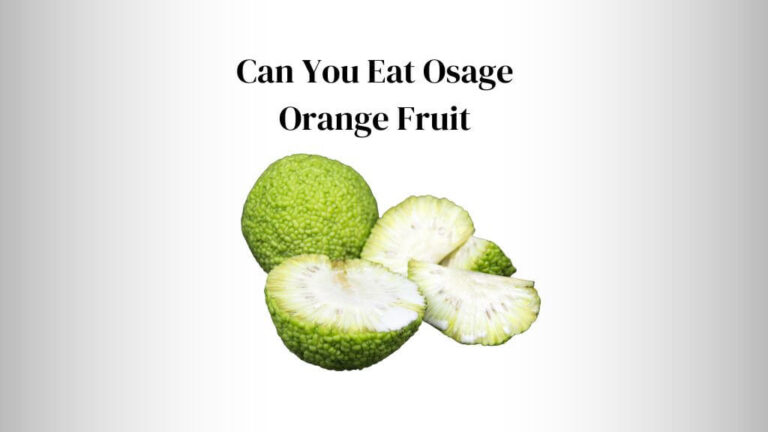 Can You Eat Osage Orange Fruit