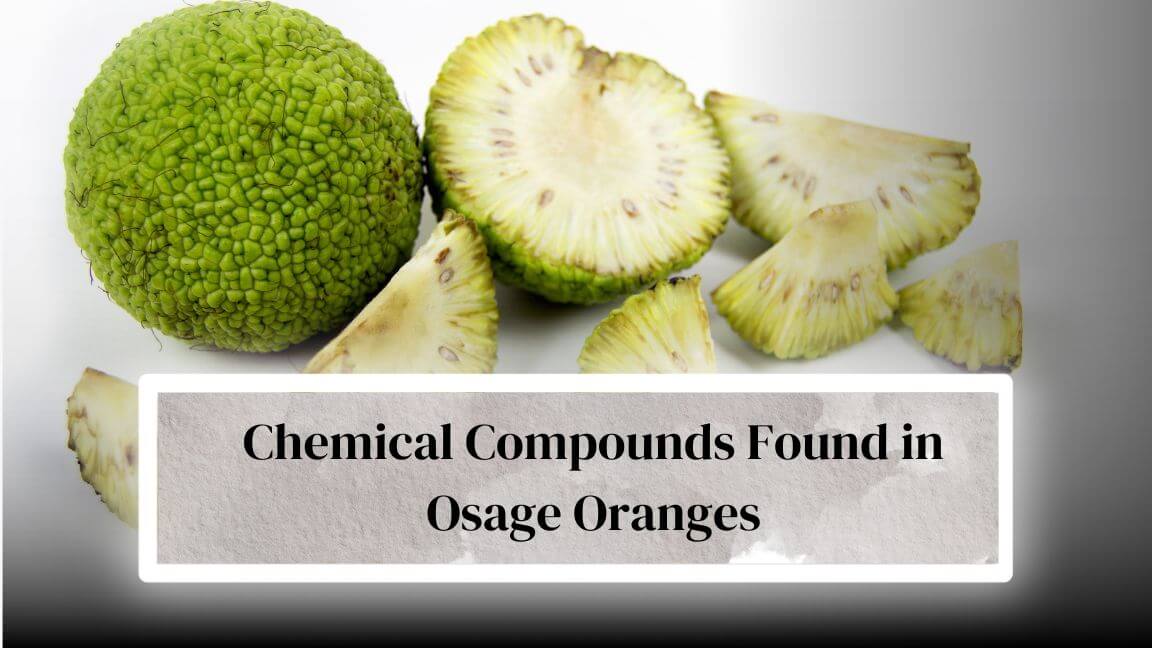 Are Osage Oranges Poisonous To Cats? Or, Dogs? Everything Arboriculture