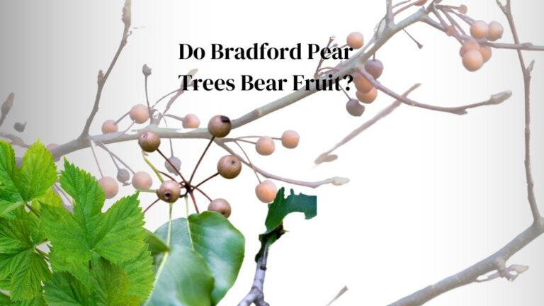 Do Bradford Pear Trees Bear Fruit? (3 Surprising But Easy Facts)